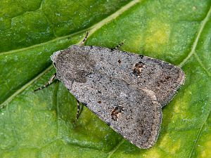 Caradrina kadenii