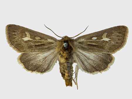 Cerapteryx graminis M