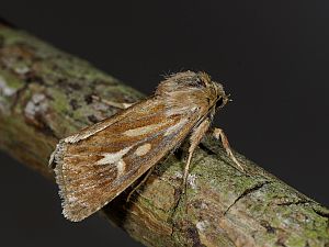 Cerapteryx graminis