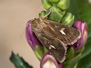 Cerapteryx graminis