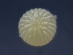 Charanyca trigrammica