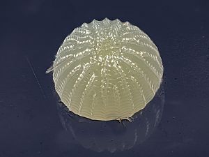 Charanyca trigrammica