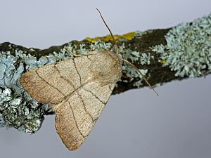 Charanyca trigrammica