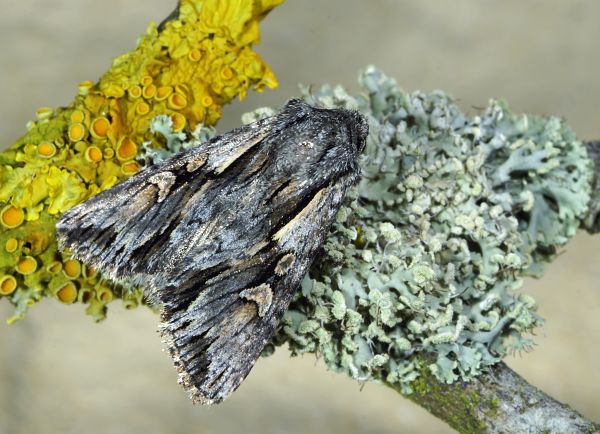 Chloantha hyperici