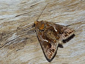 Chrysodeixis chalcites