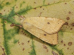 Cirrhia icteritia