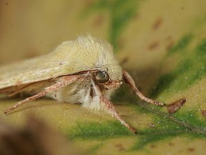 Cirrhia icteritia