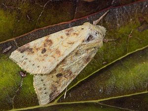 Cirrhia icteritia