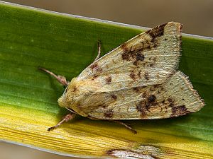 Cirrhia icteritia