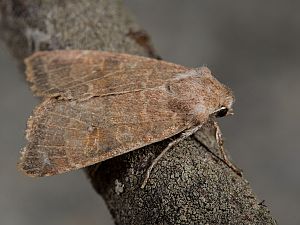 Cirrhia ocellaris