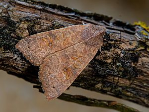 Cirrhia ocellaris