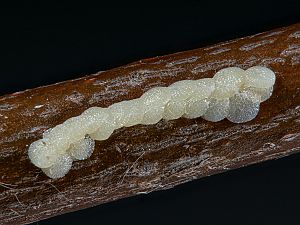Cirrhia ocellaris