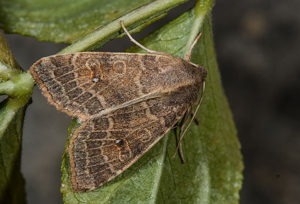 Cirrhia ocellaris