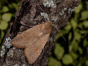 Cirrhia ocellaris