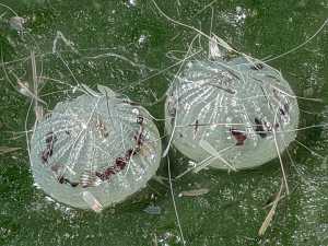 Colocasia coryl