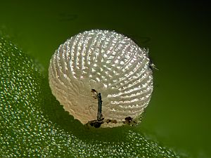 Conistra erythrocephala