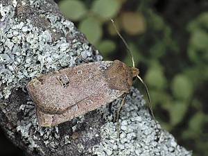 Conistra erythrocephala