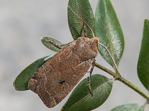 Conistra erythrocephala