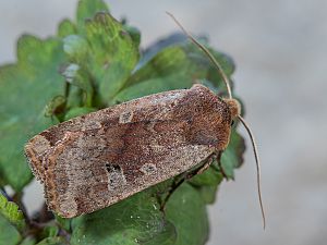 Conistra erythrocephala