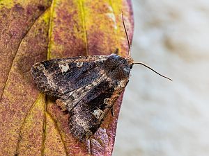 Conistra erythrocephala