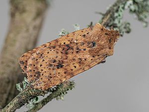 Conistra rubiginea