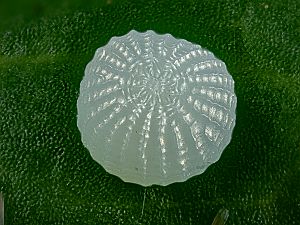 Conistra rubiginea