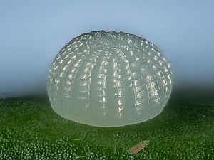 Conistra rubiginea