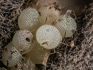 Conistra rubiginosa - Schuppen