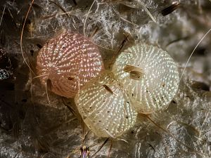 Conistra rubiginosa - Schuppen