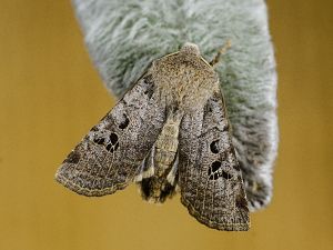 Conistra rubiginosa