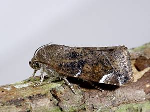 Cosmia affinis