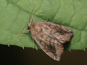 Cosmia pyralina