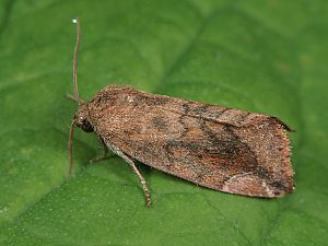 Cosmia pyralina