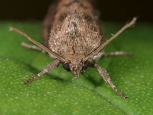Cosmia pyralina