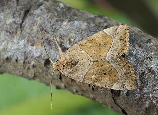 Cosmia trapezina