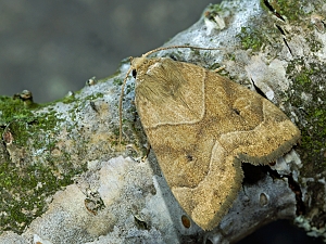 Cosmia trapezina