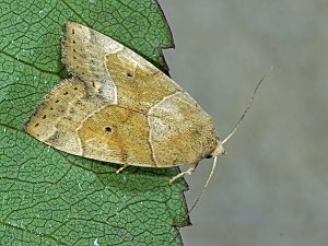 Cosmia trapezina