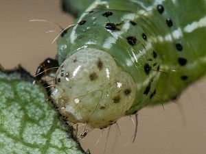 Cosmia trapezina