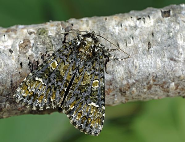 Craniophora ligustri