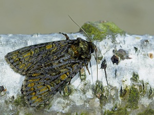 Craniophora ligustri