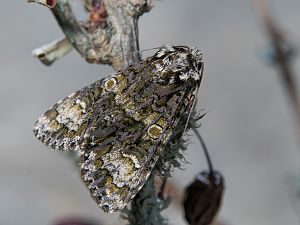 Craniophora ligustri