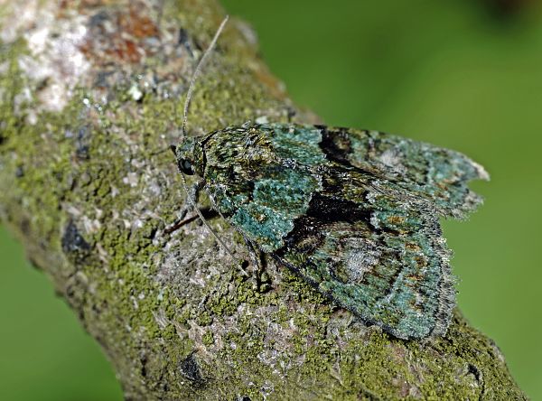 Cryphia algae