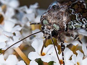 Crypsedra gemmea