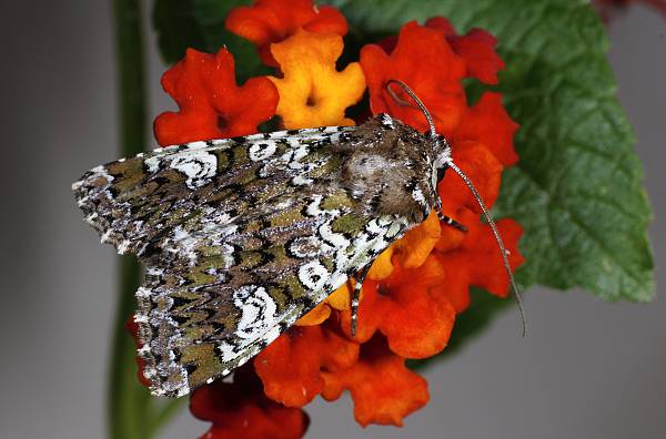 Crypsedra gemmea