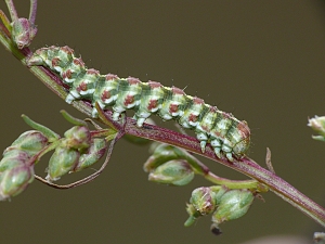 Cucullia argentea