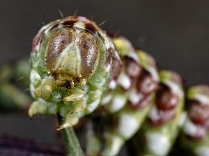 Cucullia argentea