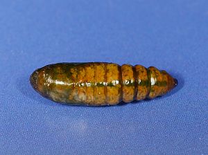 Cucullia artemisiae