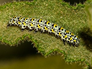 Cucullia scrophulariae