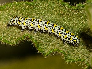 Cucullia scrophulariae