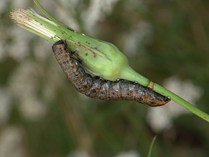 Cucullia umbratica